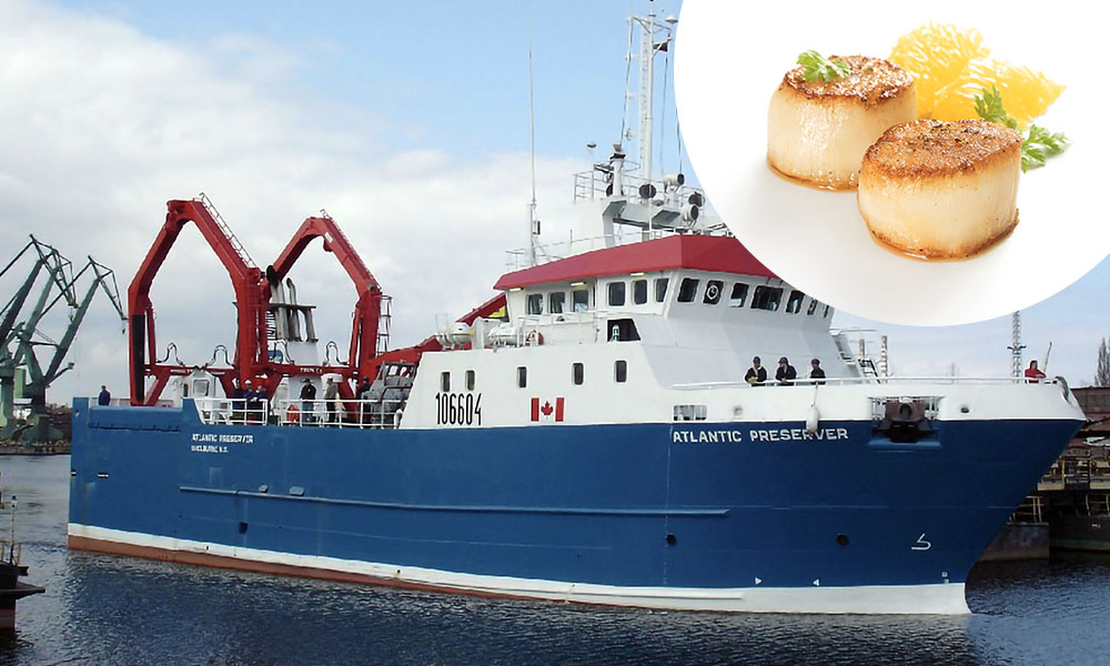 Sea Scallops Clearwater