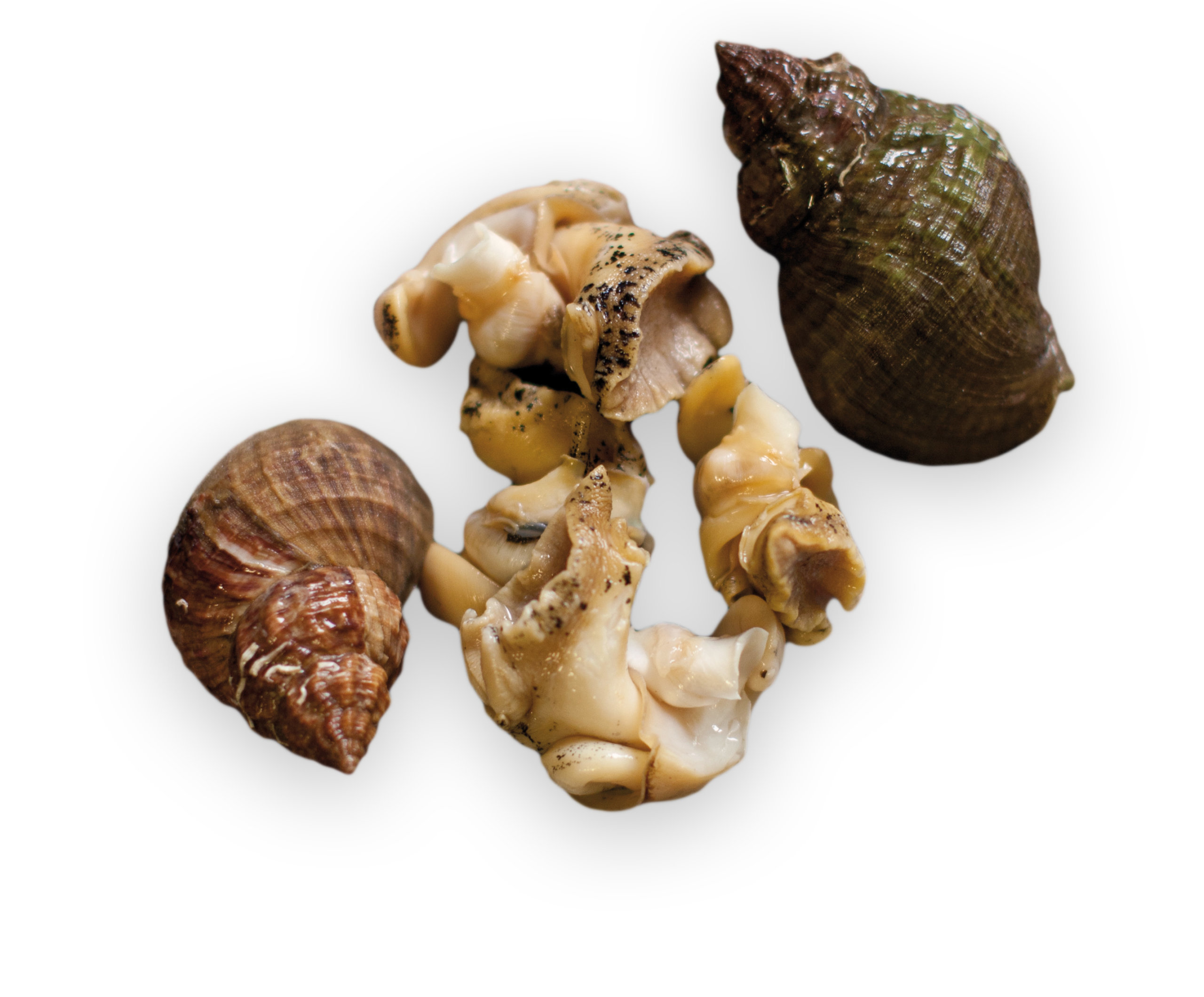 Whelk Meat Clearwater